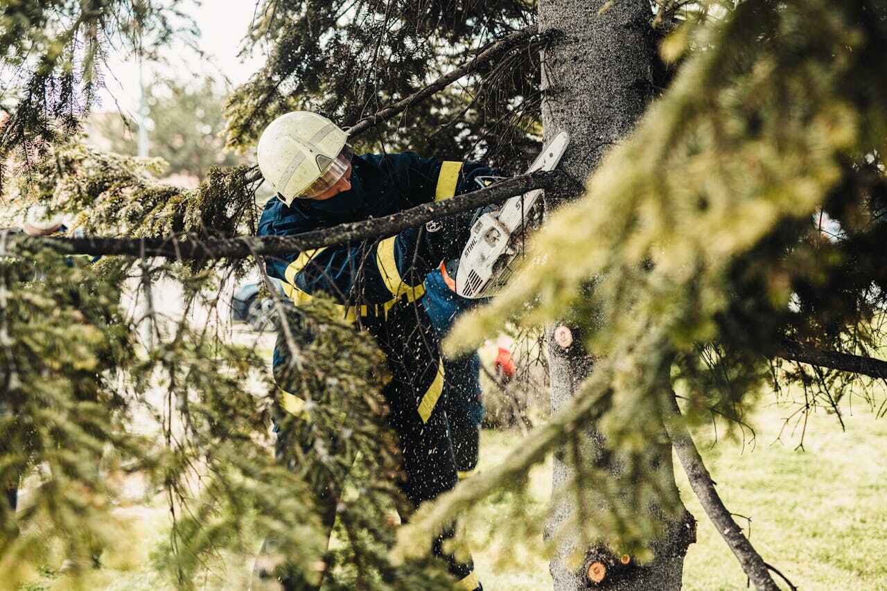 The Steps Involved in Our Tree Care Process in Gholson, TX